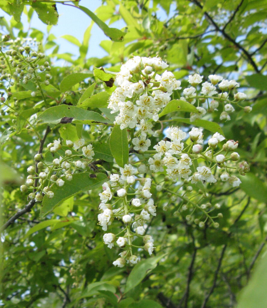 Hidden Fruit Treasures: Lesser-Known Fruit Trees to Grow in Wisconsin