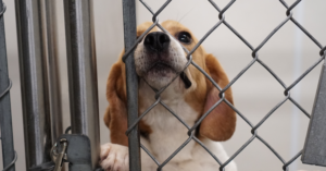 Behind the Words “Biomedical Purposes”:What Life at Ridglan Farms Really Means for Beagles